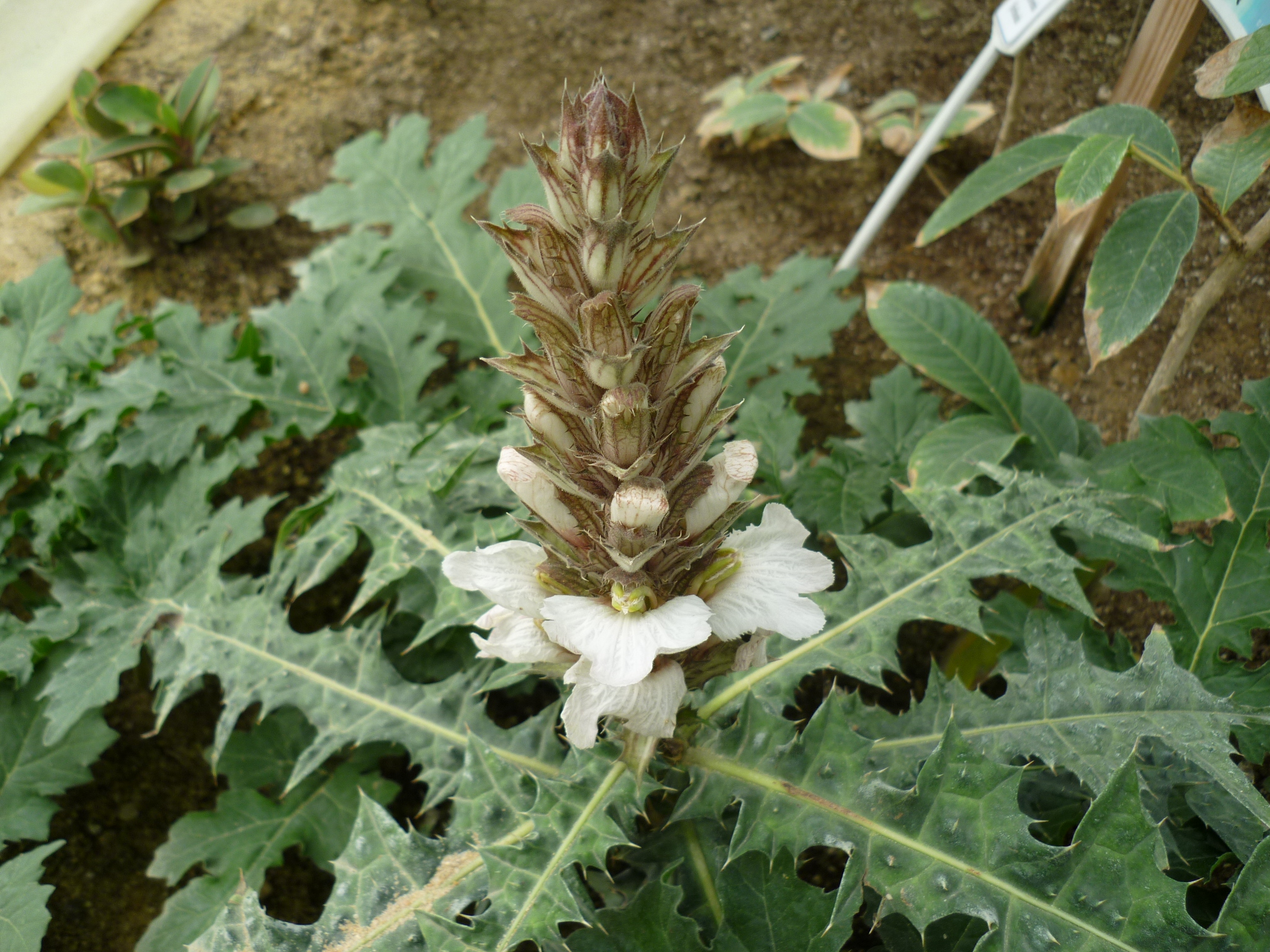 acanthus montanus